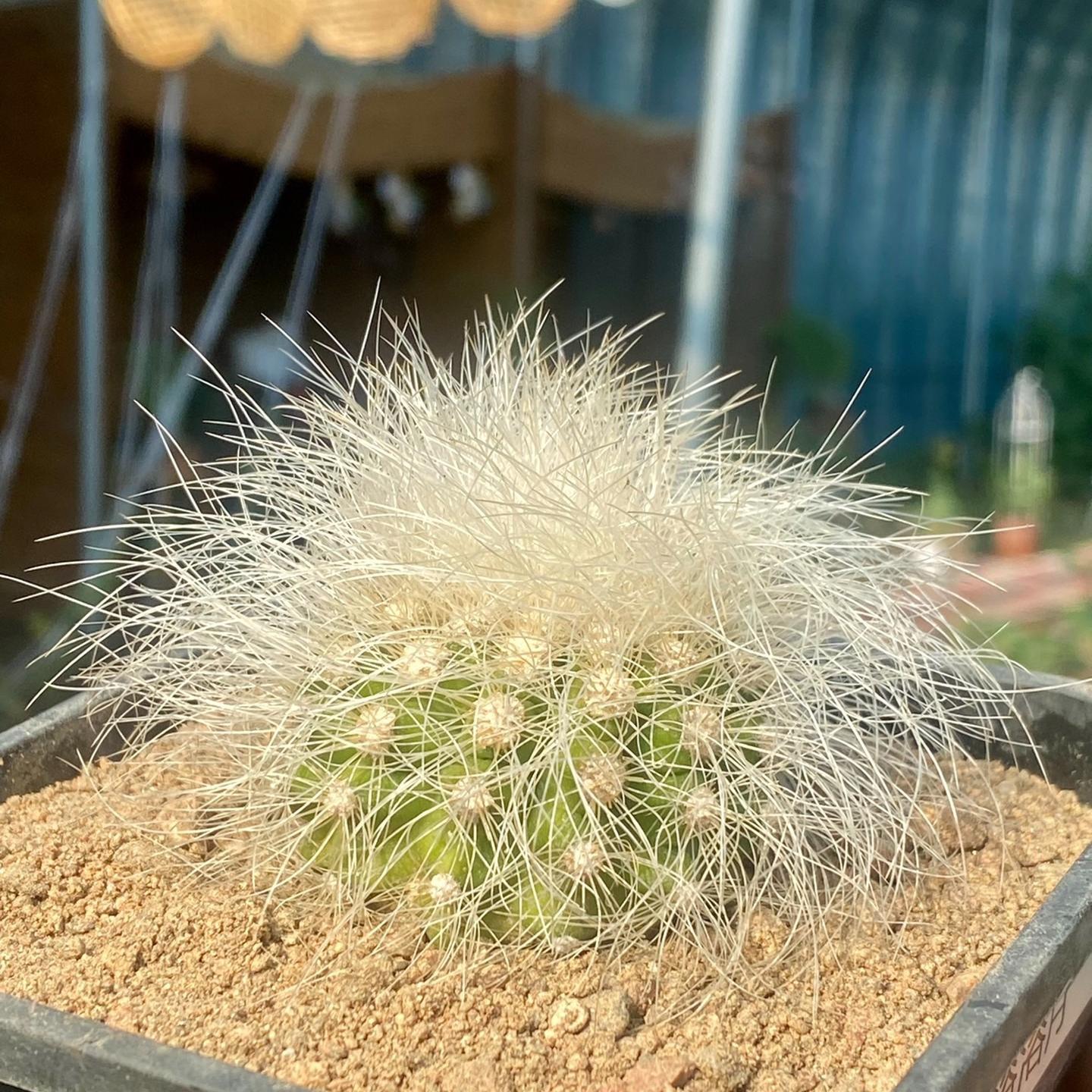 4-6cm Copiapoa  krainziana