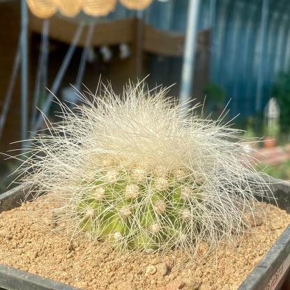 4-6cm Copiapoa  krainziana