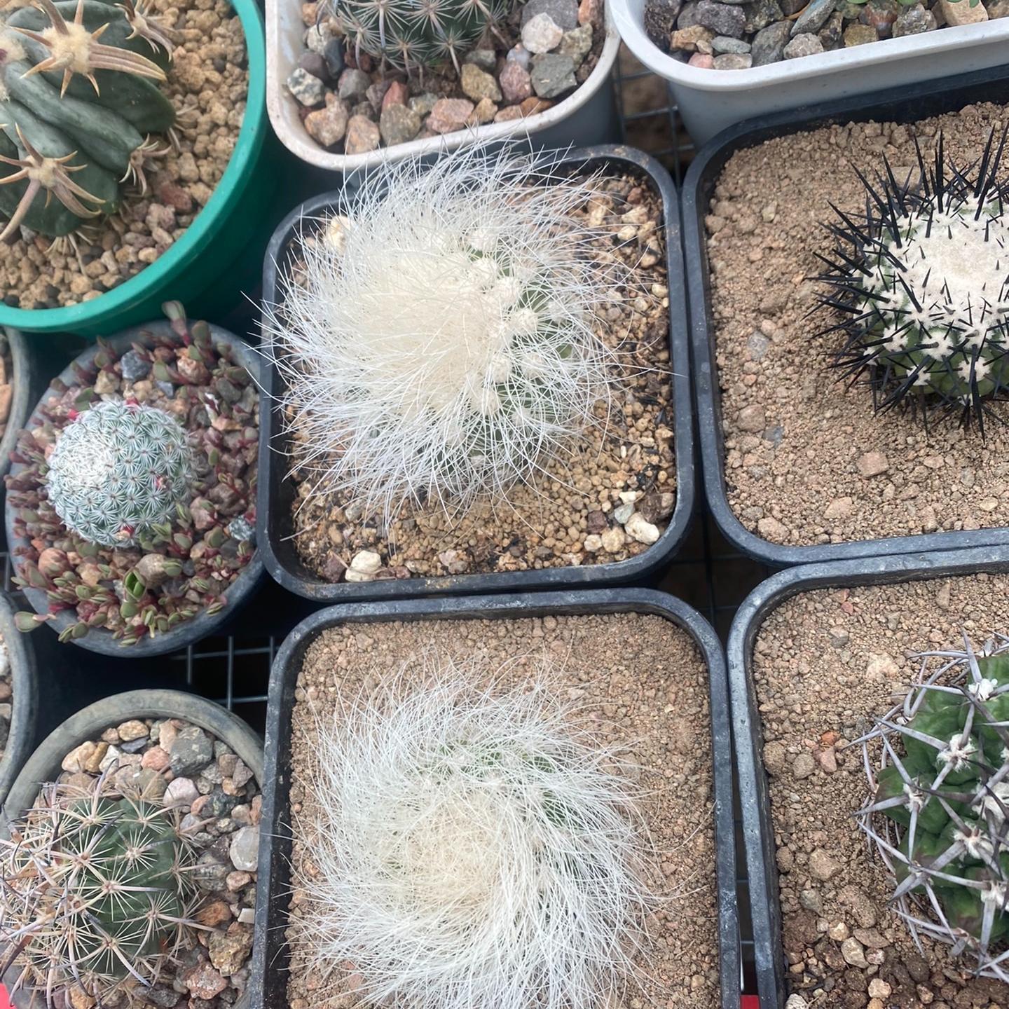 4-6cm Copiapoa  krainziana
