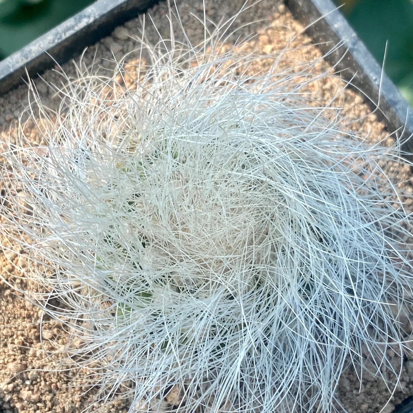 4-6cm Copiapoa  krainziana