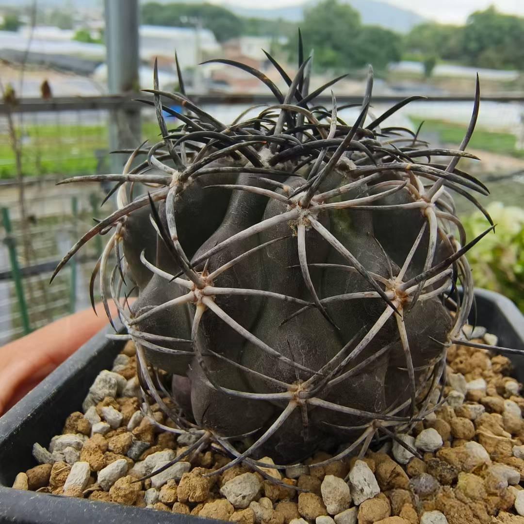 2-8cm Copiapoa Dura