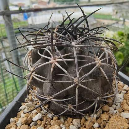 2-8cm Copiapoa Dura