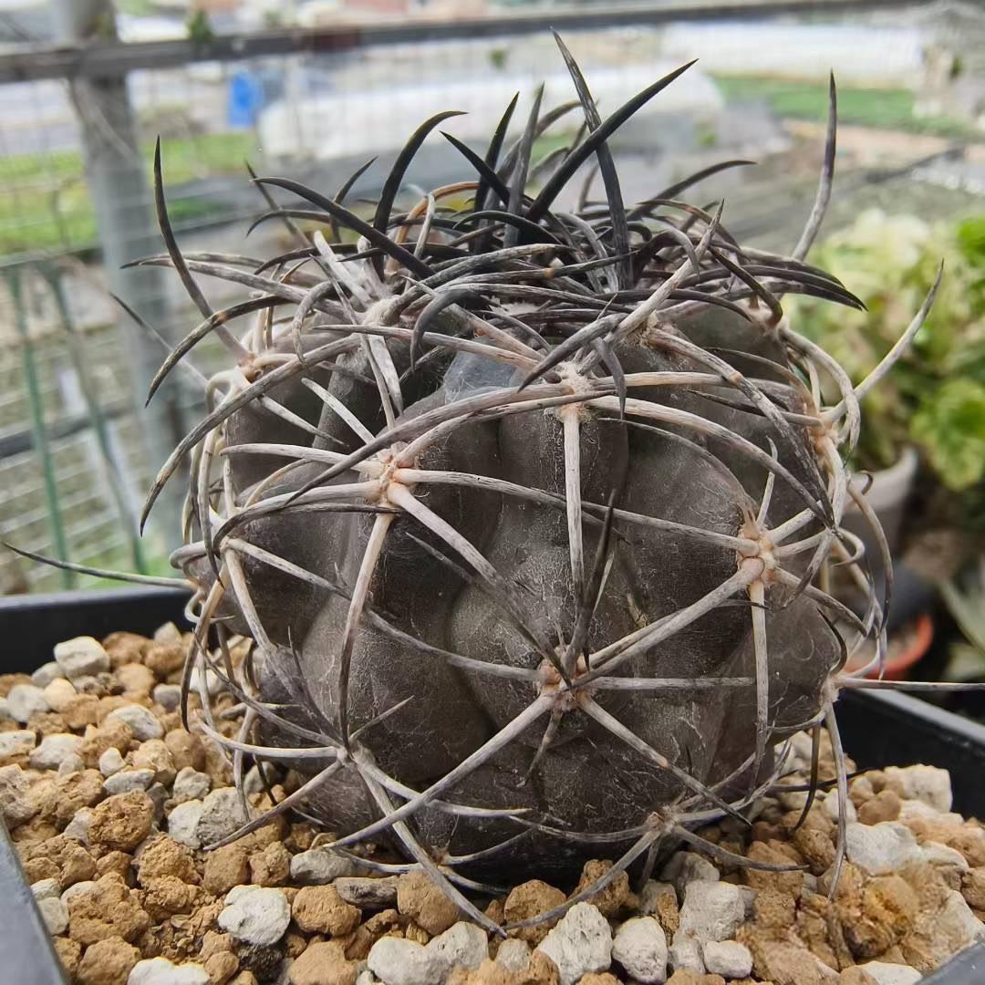 2-8cm Copiapoa Dura