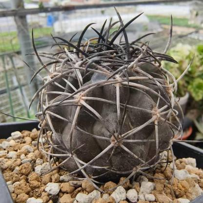 2-8cm Copiapoa Dura
