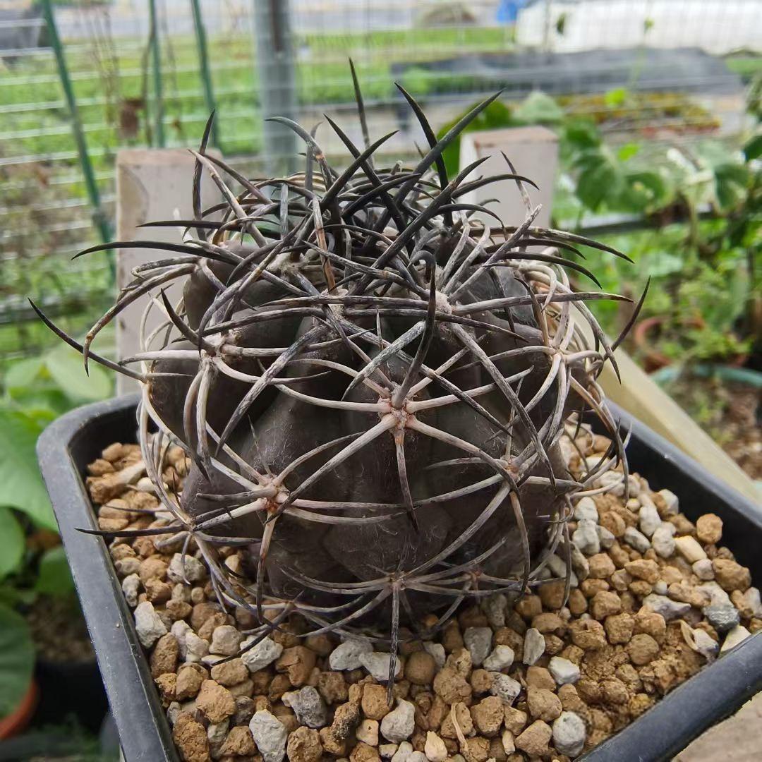 2-8cm Copiapoa Dura