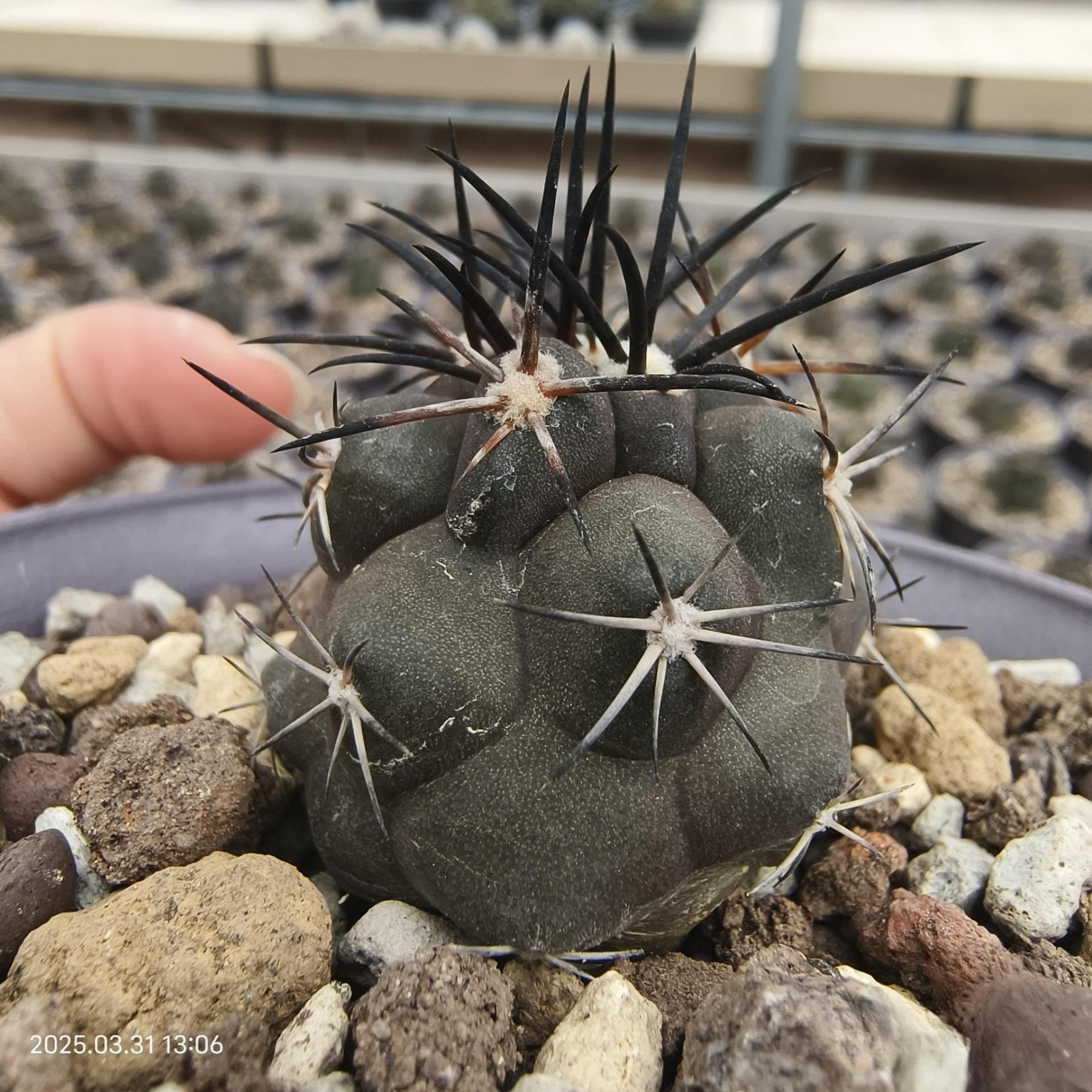 2-8cm Copiapoa Dura