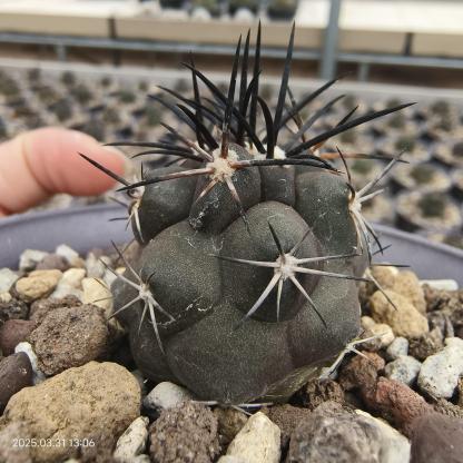 2-8cm Copiapoa Dura