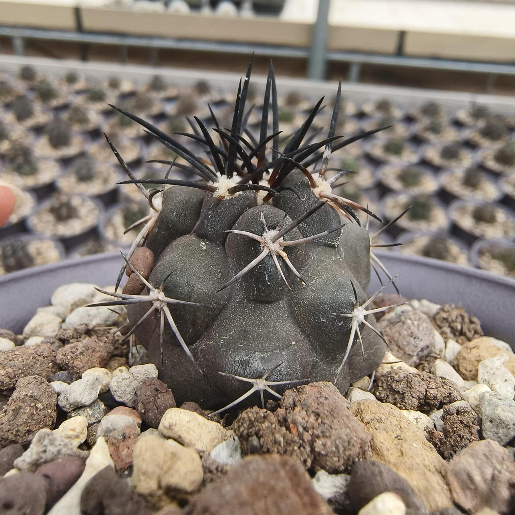 2-8cm Copiapoa Dura