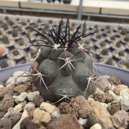 2-8cm Copiapoa Dura