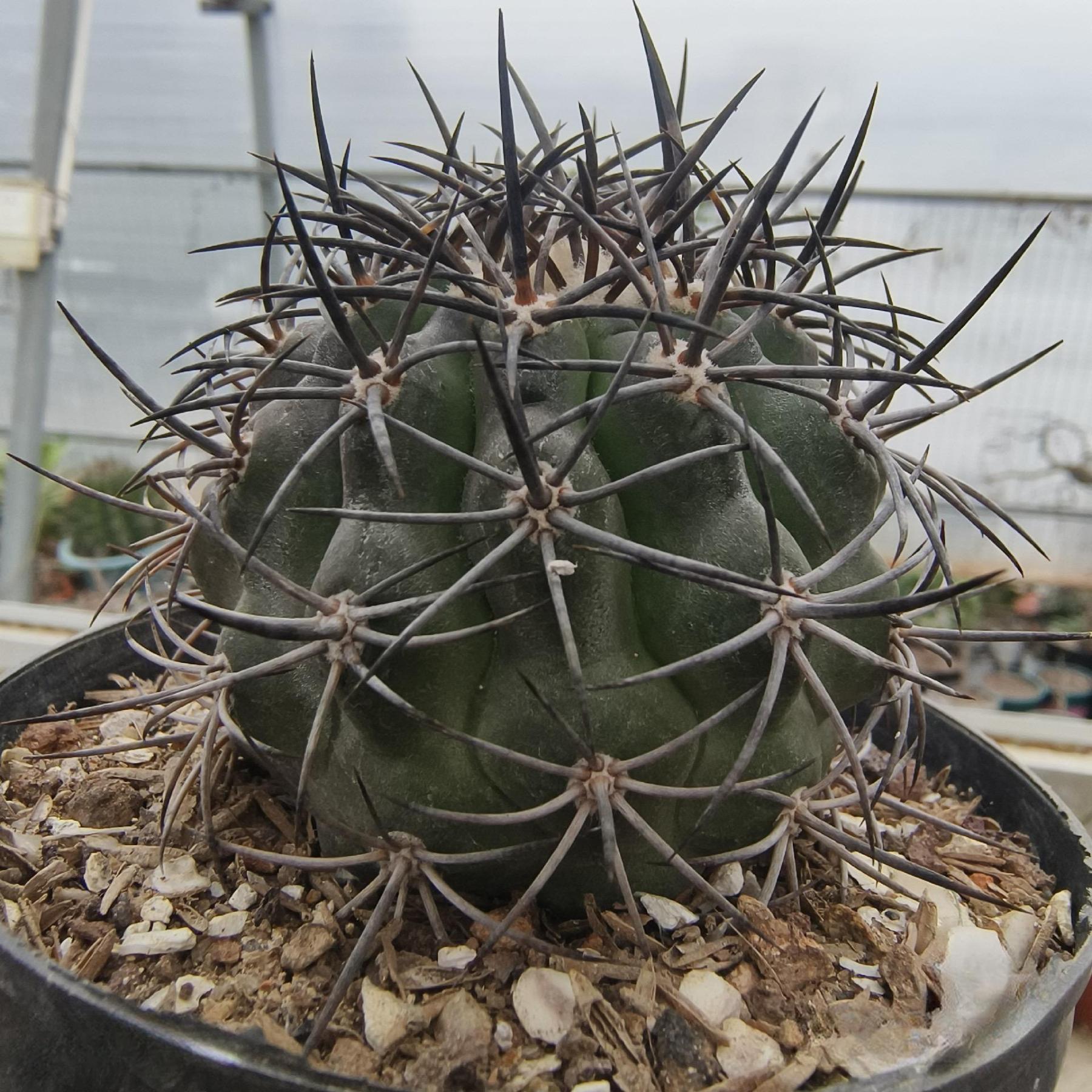 2-8cm Copiapoa Dura