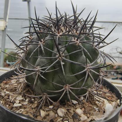 2-8cm Copiapoa Dura