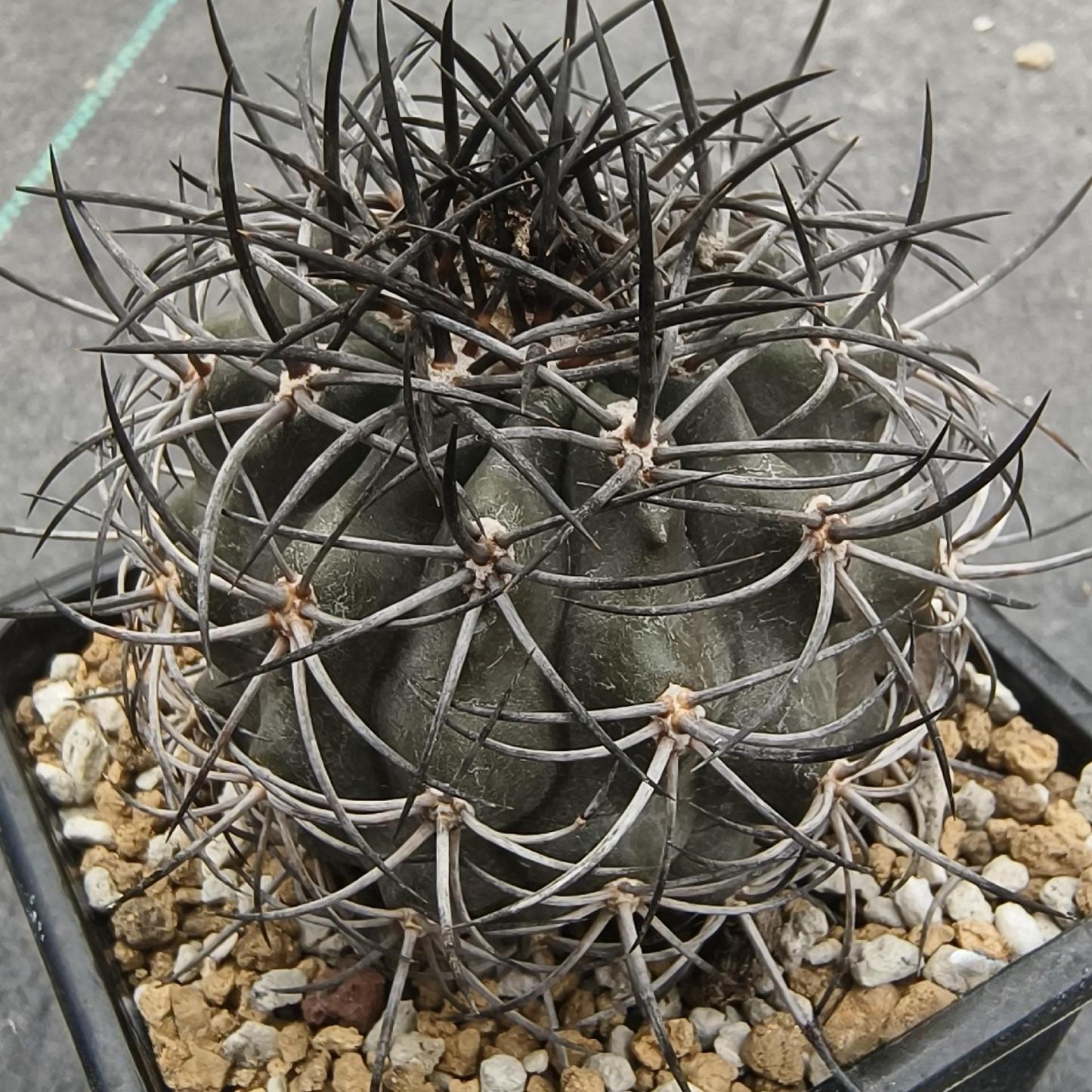 2-8cm Copiapoa Dura
