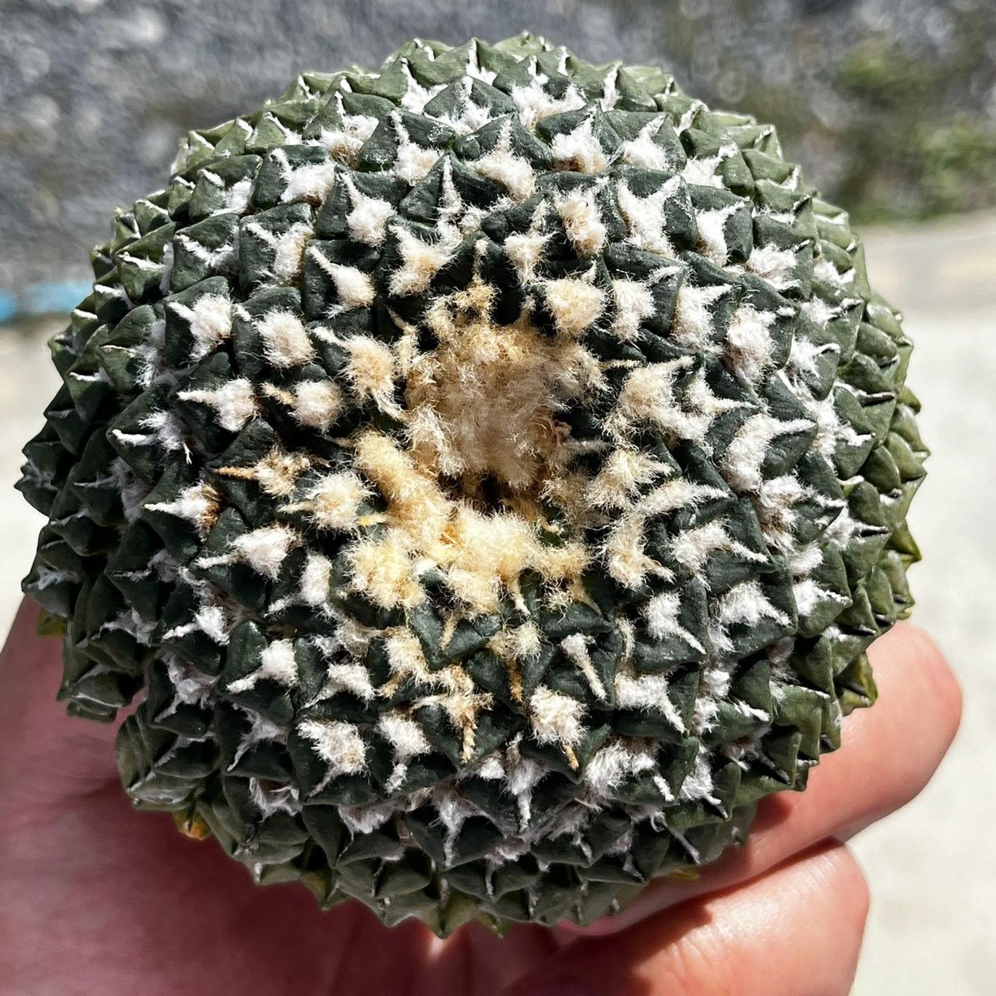 1.5-6cm Ariocarpus kotschoubeyanus