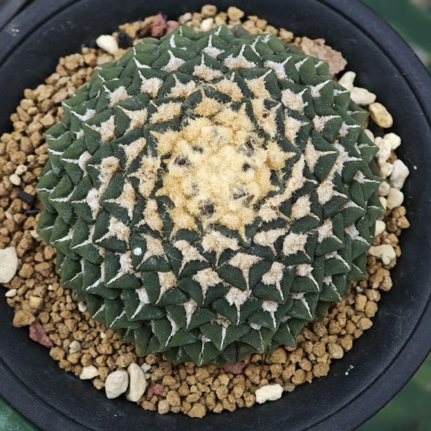 1.5-6cm Ariocarpus kotschoubeyanus