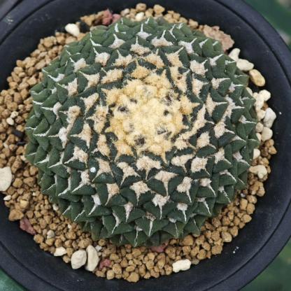 1.5-6cm Ariocarpus kotschoubeyanus