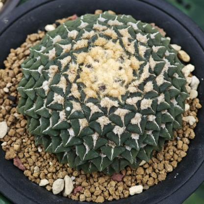 1.5-6cm Ariocarpus kotschoubeyanus