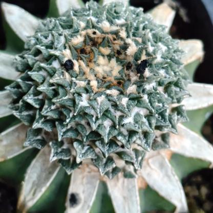 1.5-6cm Ariocarpus kotschoubeyanus