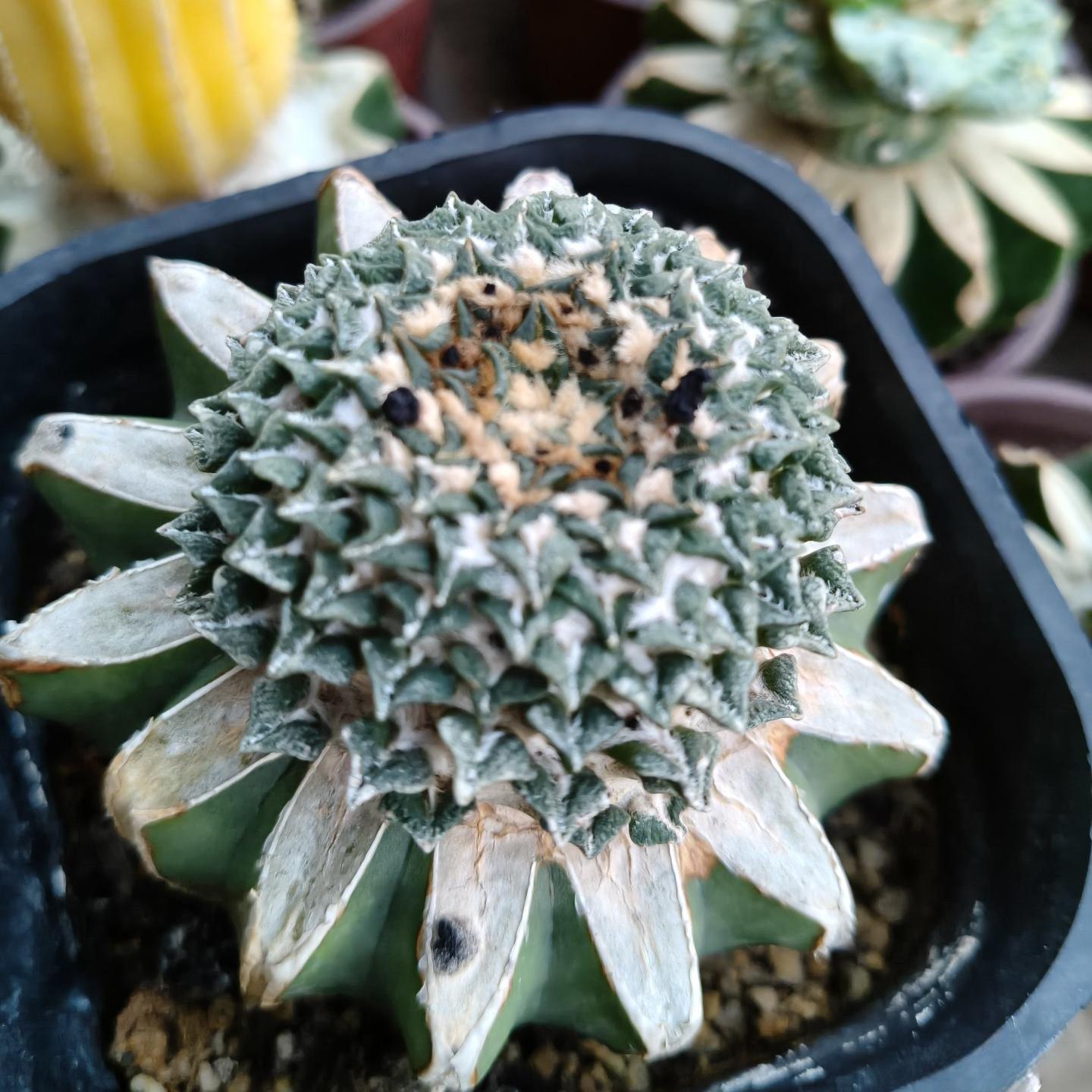 1.5-6cm Ariocarpus kotschoubeyanus