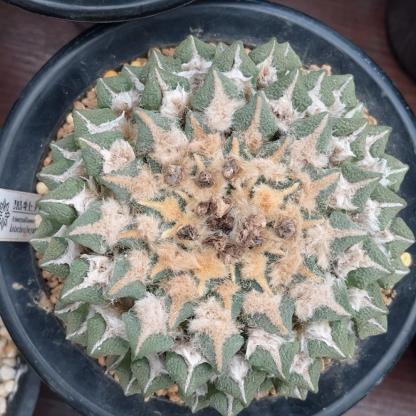 1.5-6cm Ariocarpus kotschoubeyanus