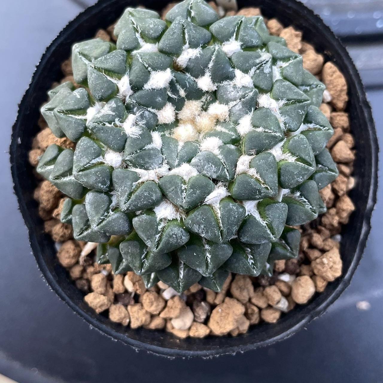 1.5-6cm Ariocarpus kotschoubeyanus
