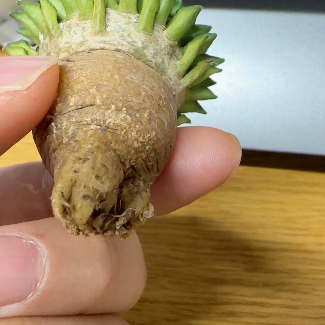 1.5-6cm Ariocarpus kotschoubeyanus