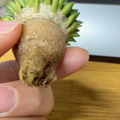 1.5-6cm Ariocarpus kotschoubeyanus