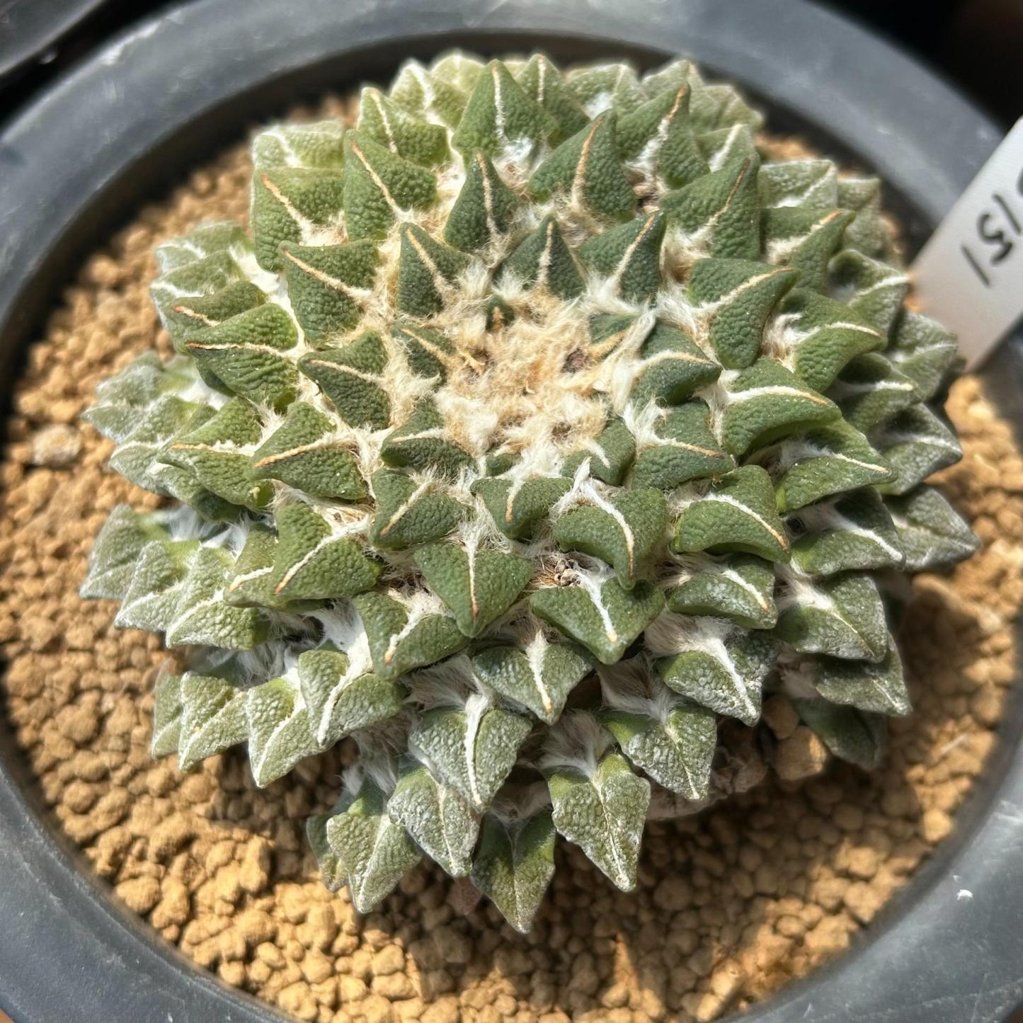 1.5-6cm Ariocarpus kotschoubeyanus