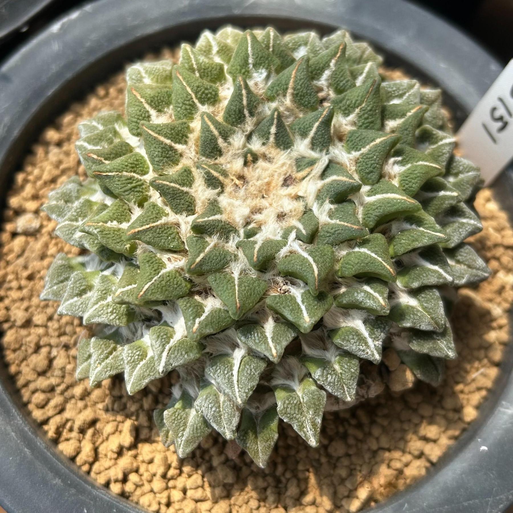 1.5-6cm Ariocarpus kotschoubeyanus