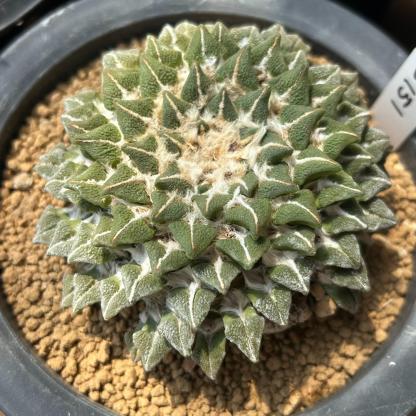 1.5-6cm Ariocarpus kotschoubeyanus