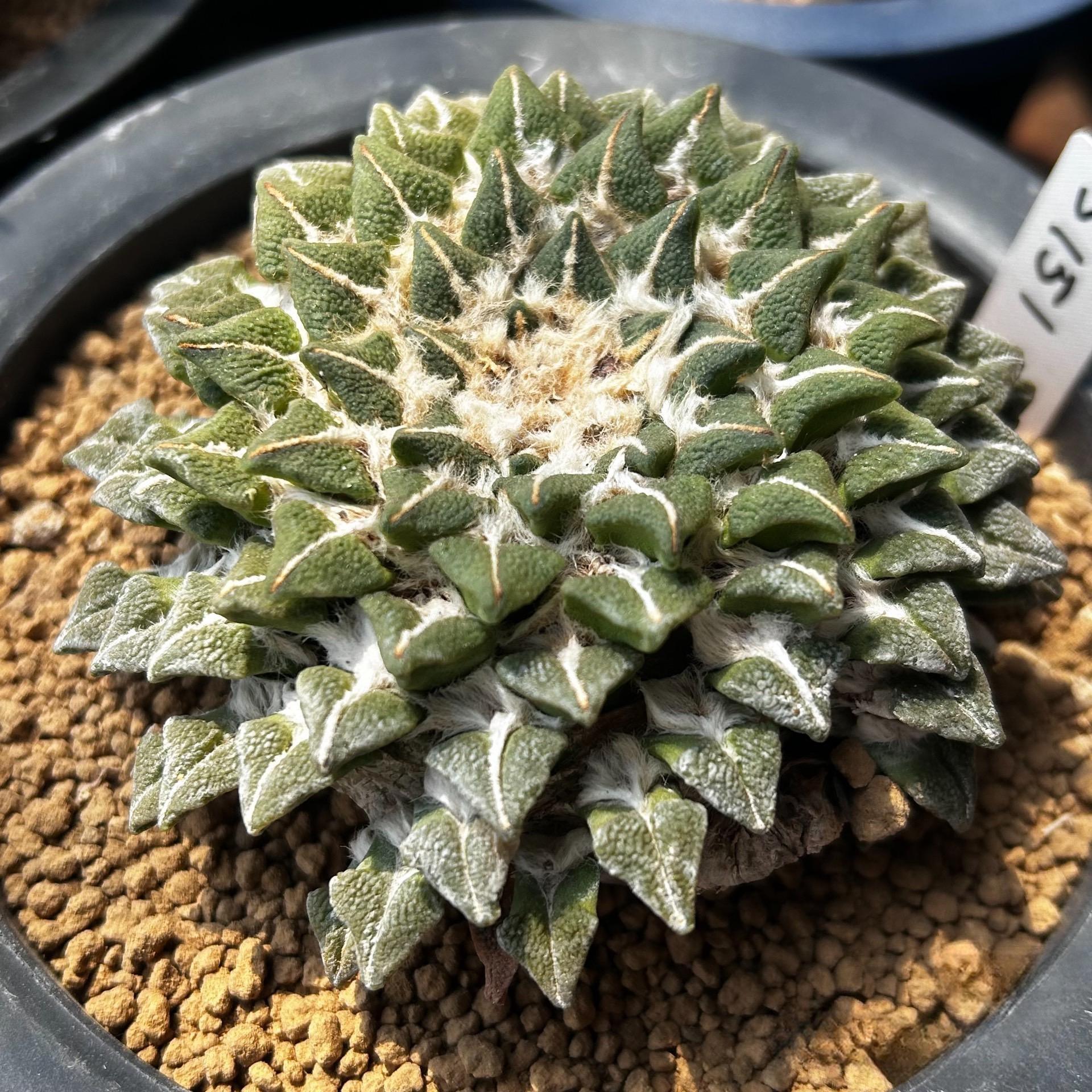 1.5-6cm Ariocarpus kotschoubeyanus