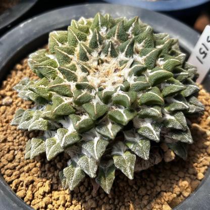 1.5-6cm Ariocarpus kotschoubeyanus