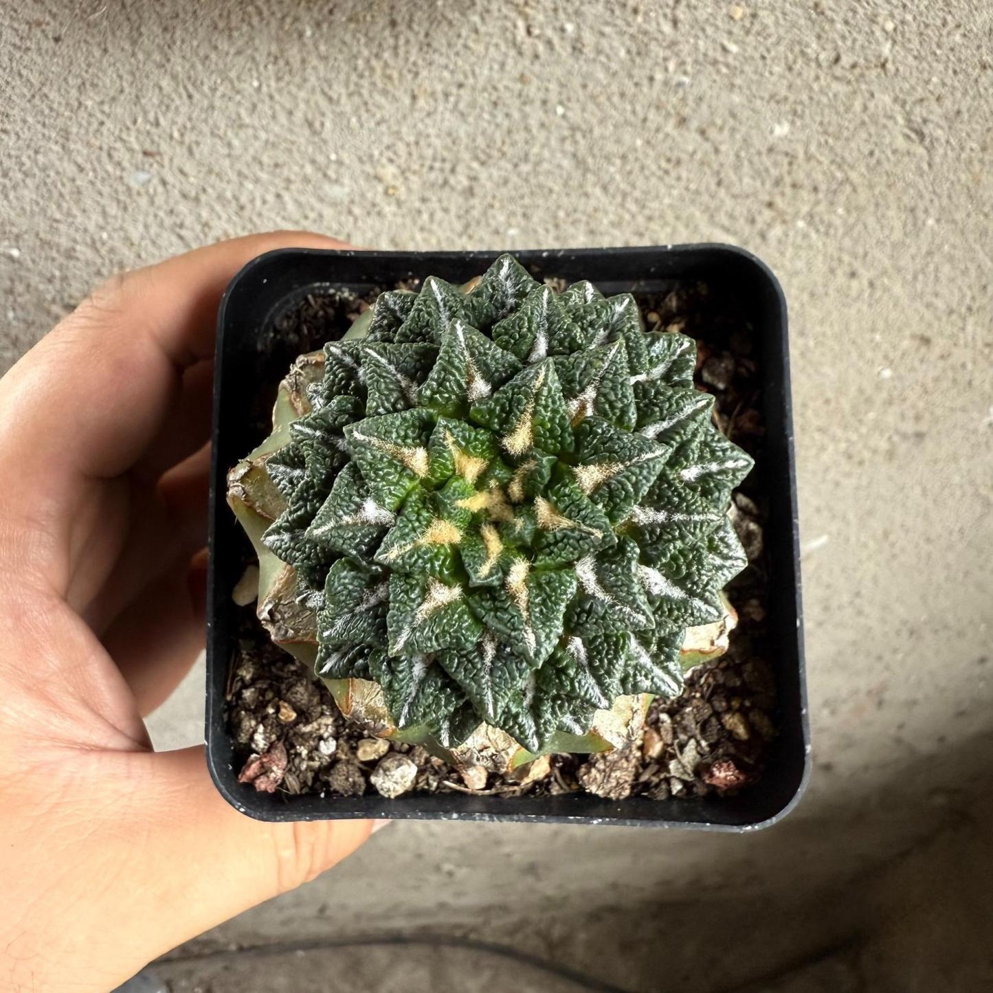 1.5-6cm Ariocarpus kotschoubeyanus