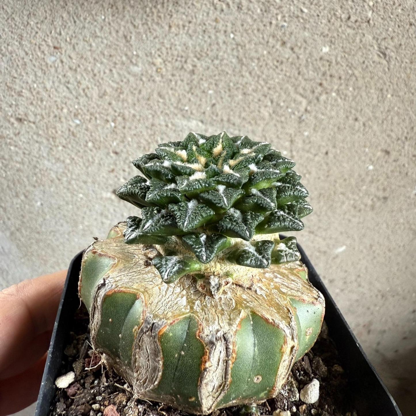 1.5-6cm Ariocarpus kotschoubeyanus