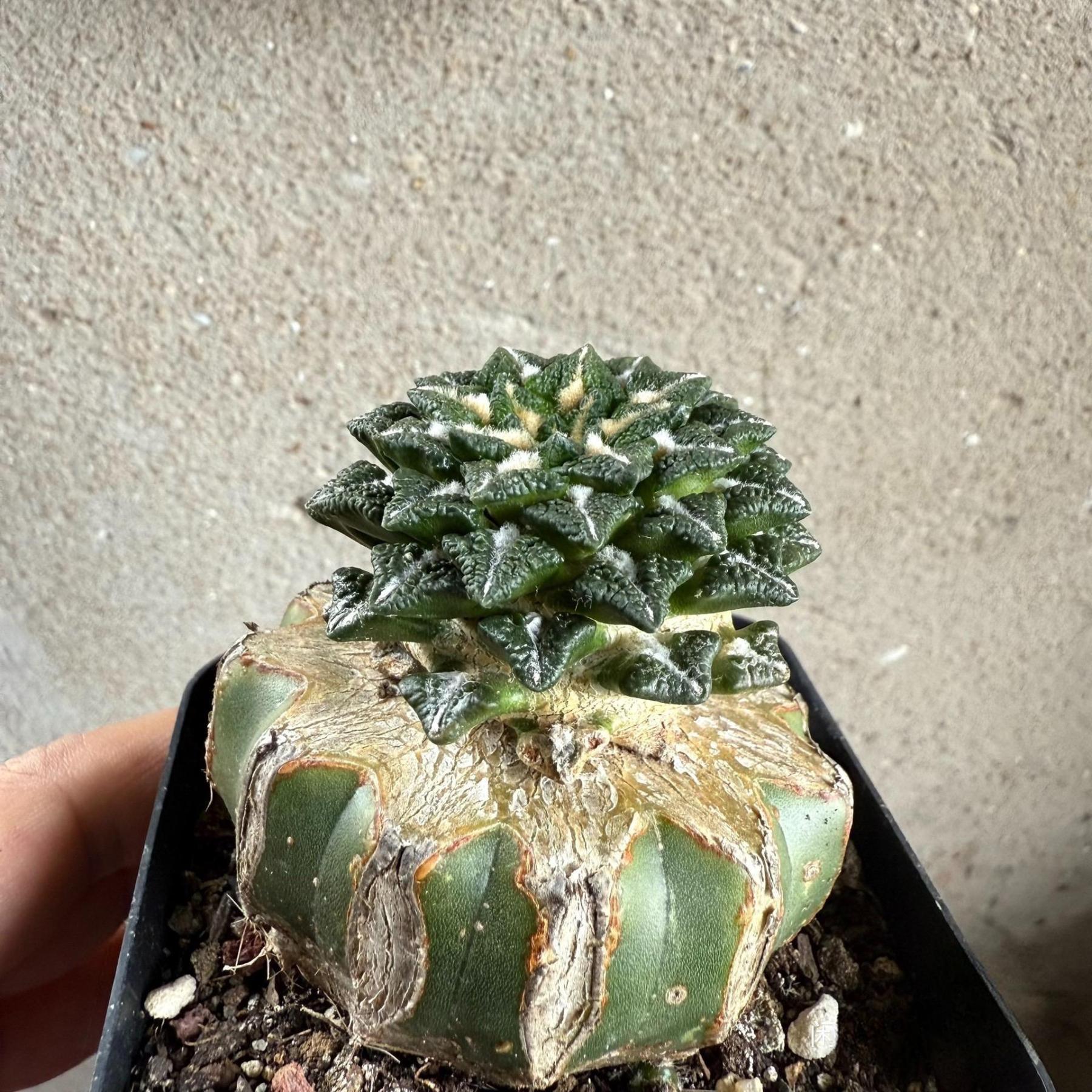 1.5-6cm Ariocarpus kotschoubeyanus