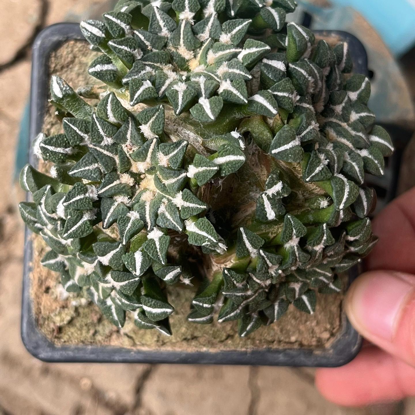 1.5-6cm Ariocarpus kotschoubeyanus