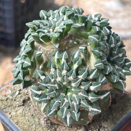 1.5-6cm Ariocarpus kotschoubeyanus