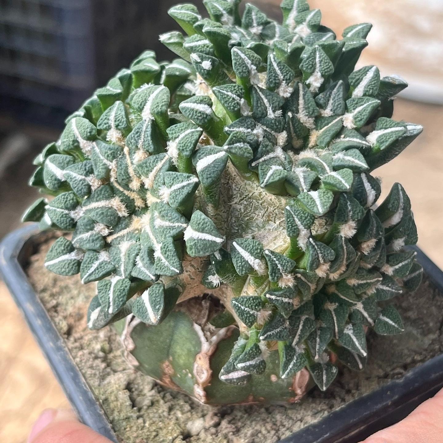 1.5-6cm Ariocarpus kotschoubeyanus