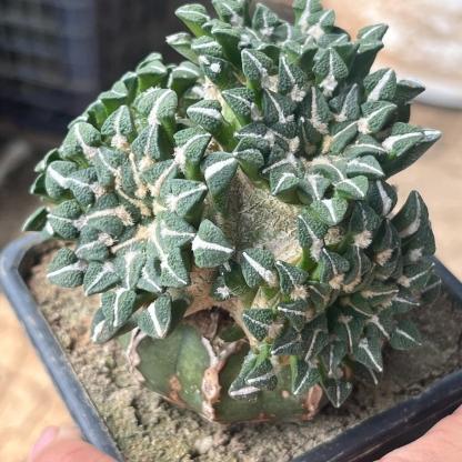 1.5-6cm Ariocarpus kotschoubeyanus