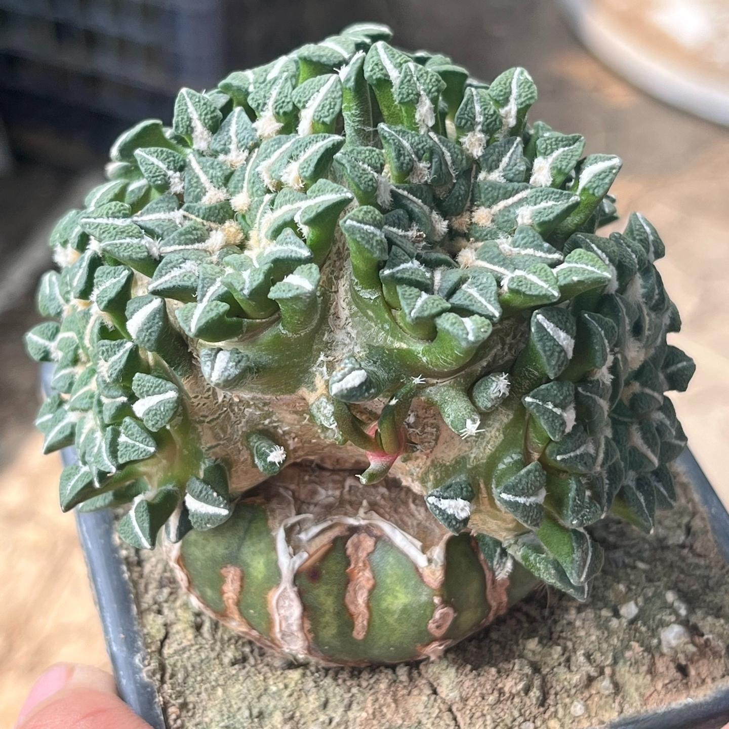 1.5-6cm Ariocarpus kotschoubeyanus