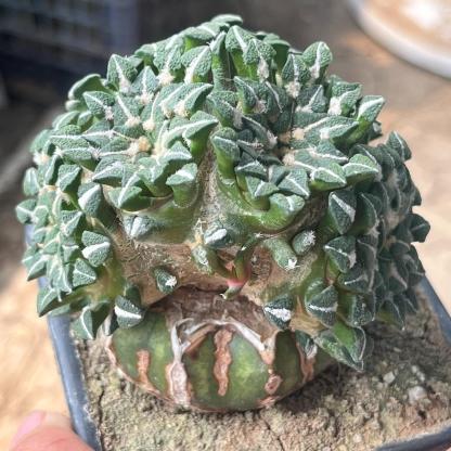 1.5-6cm Ariocarpus kotschoubeyanus