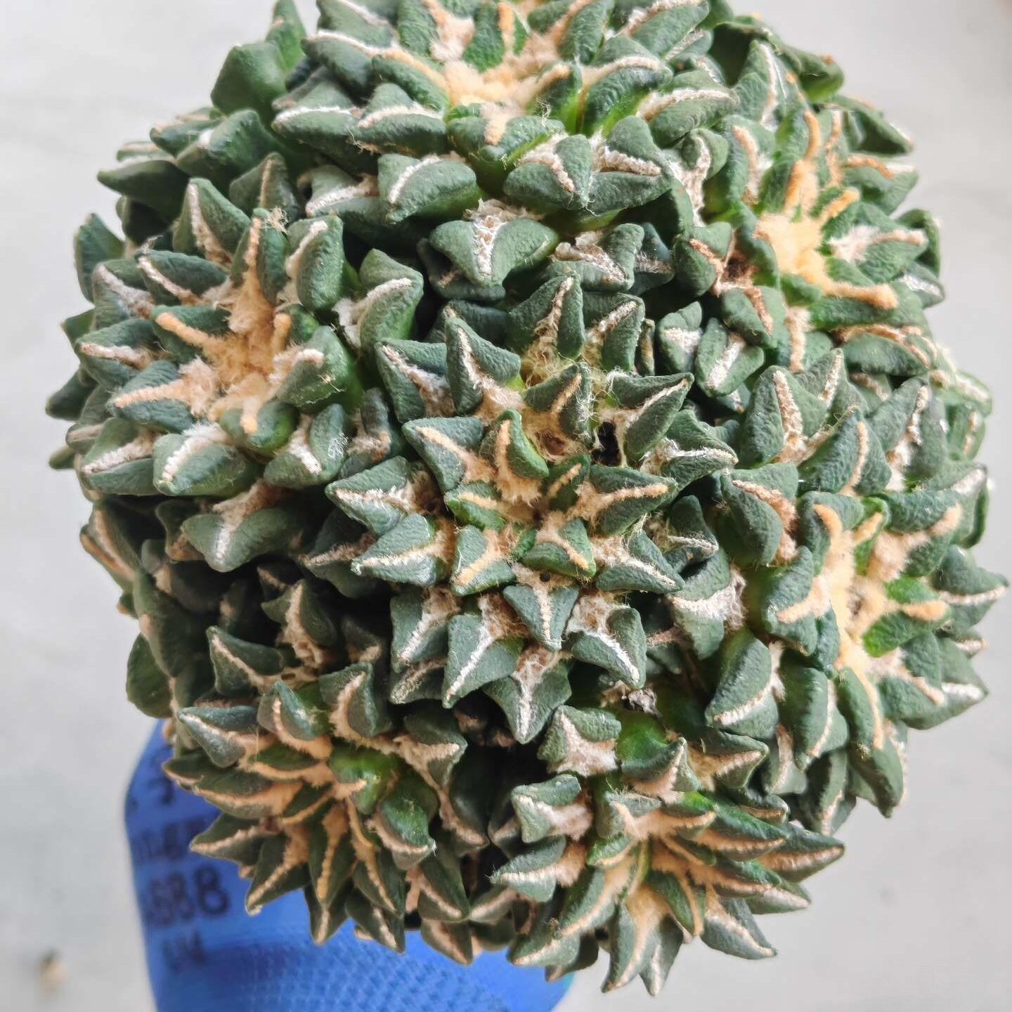 1.5-6cm Ariocarpus kotschoubeyanus