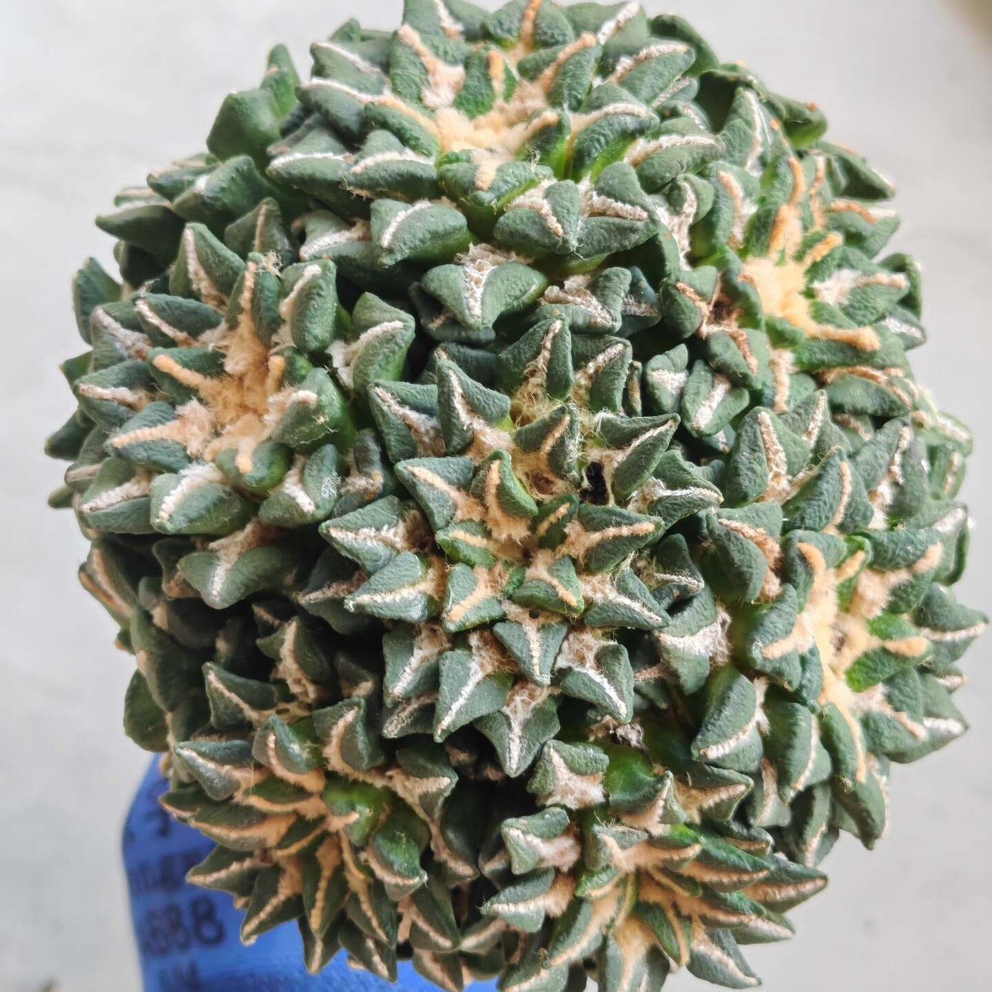 5-8cm Ariocarpus kotschoubeyanus(Rootless)