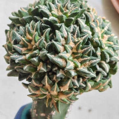 1.5-6cm Ariocarpus kotschoubeyanus