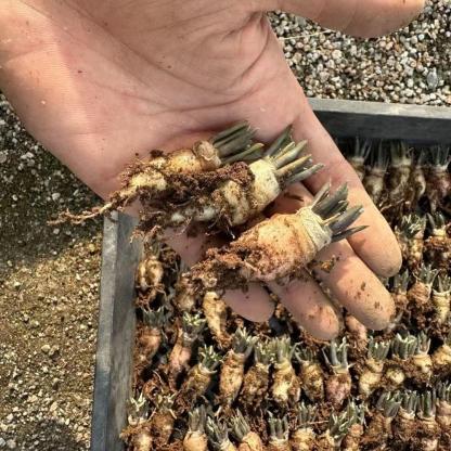 1.5-6cm Ariocarpus kotschoubeyanus