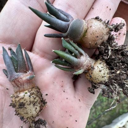 1.5-6cm Ariocarpus kotschoubeyanus
