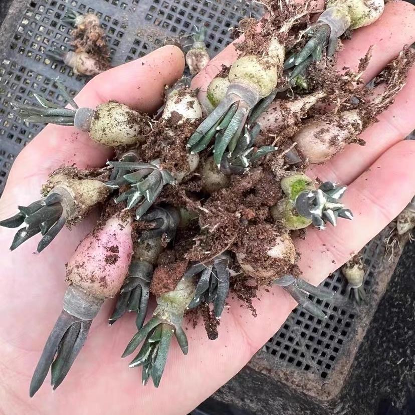 1.5-6cm Ariocarpus kotschoubeyanus