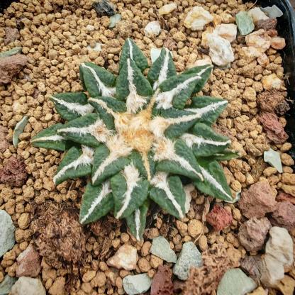 1.5-6cm Ariocarpus kotschoubeyanus