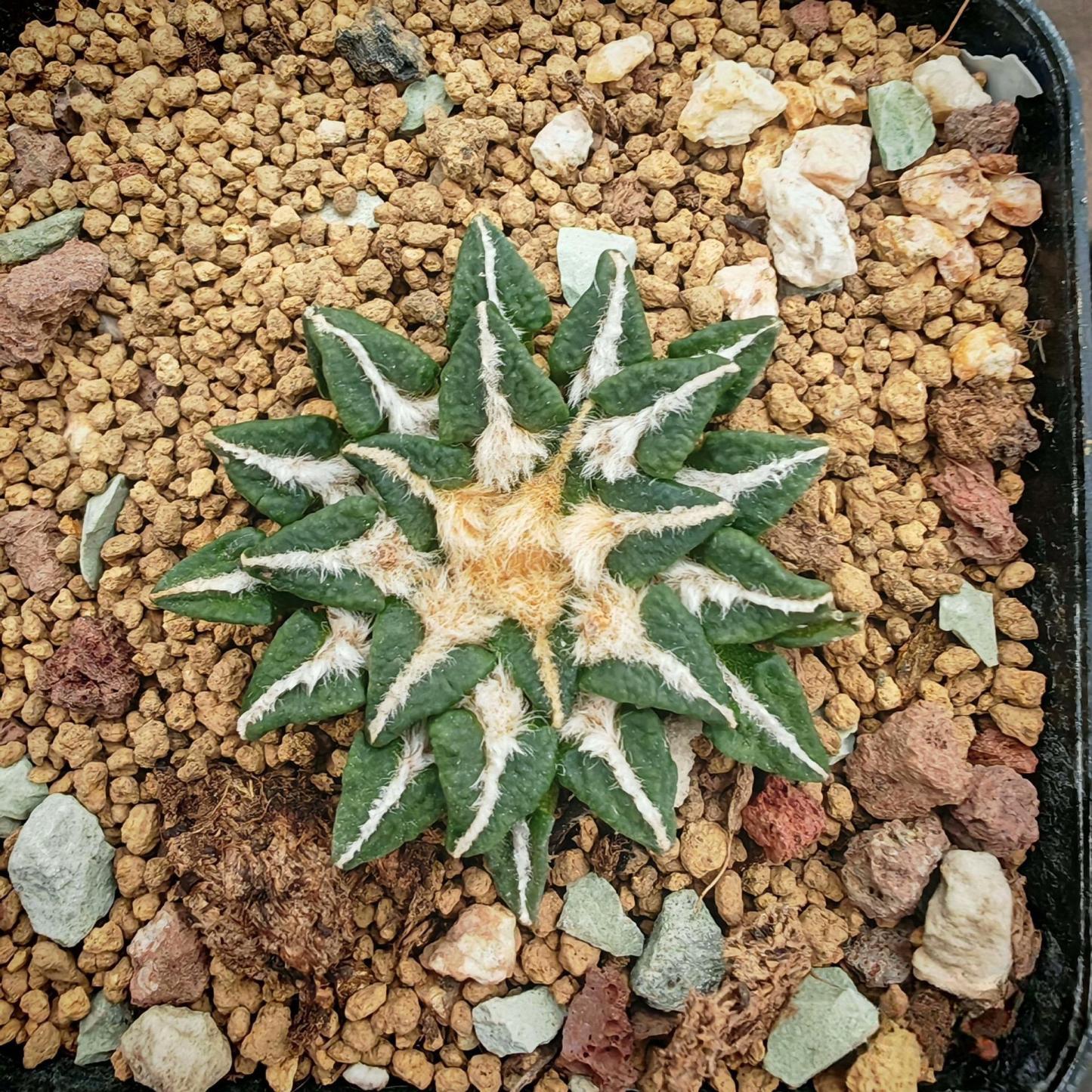 1.5-6cm Ariocarpus kotschoubeyanus