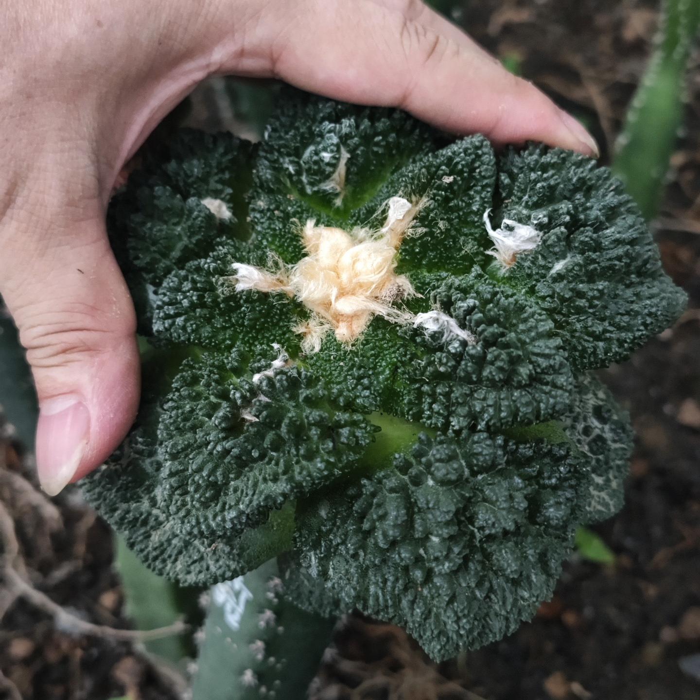 5-10cm  Ariocarpus fissuratus cv. Godzilla（rootless）