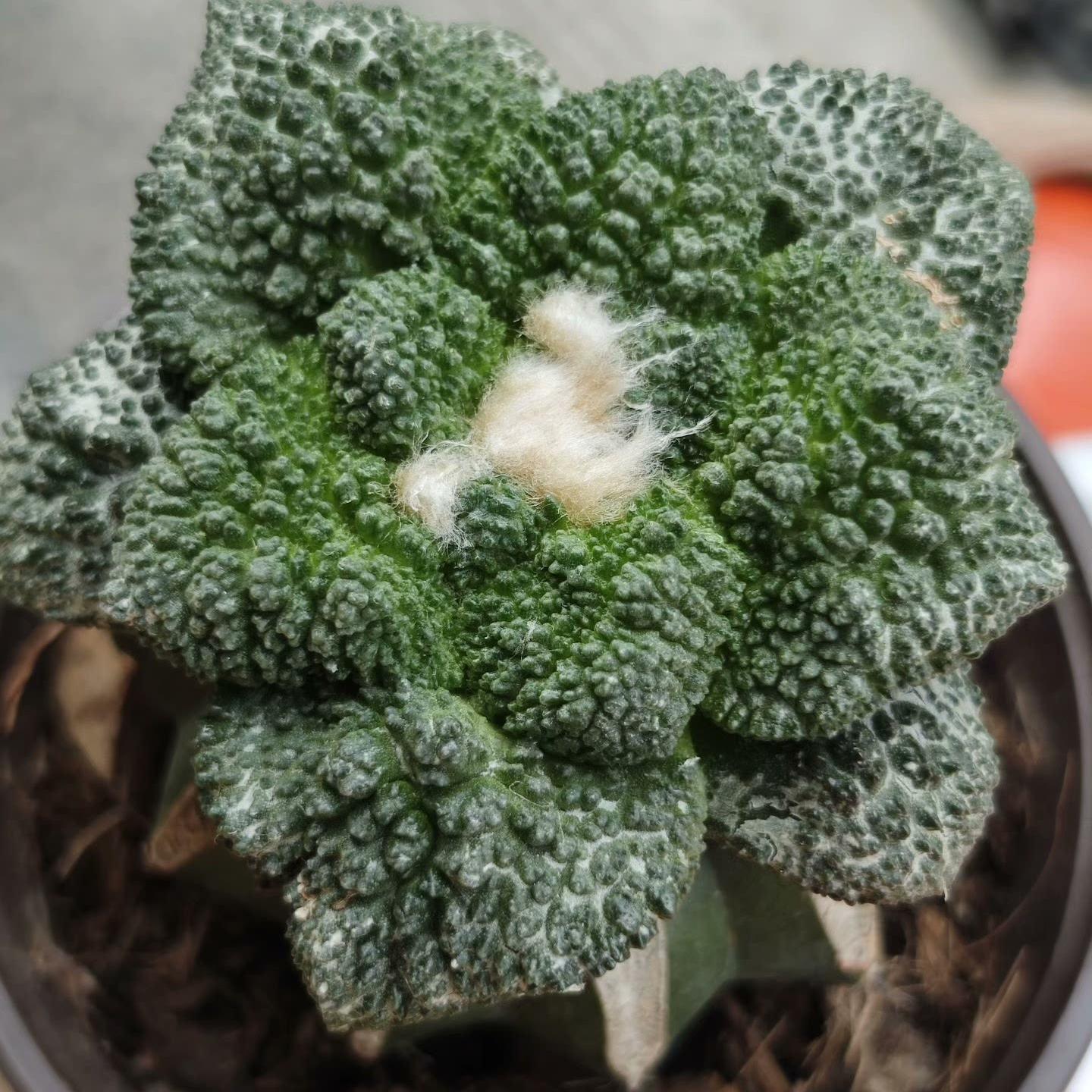 2-10cm  Ariocarpus fissuratus cv. Godzilla
